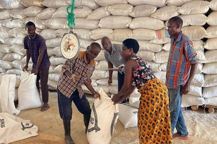 Govt to Procure Maize From Local Farmers