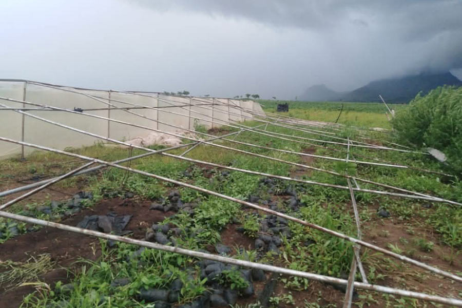 Malawi’s Hemp Dream Leaves Farmers in Debt and Despair