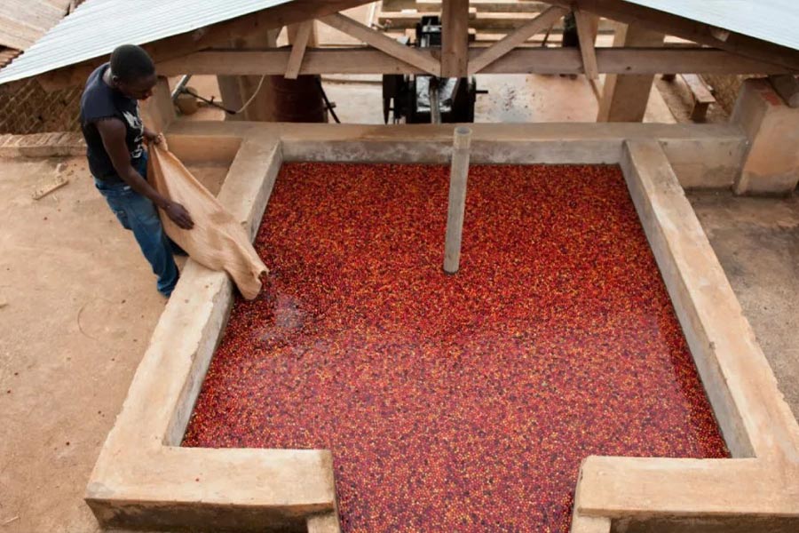 Malawi Seeks to Exploit Coffee Potential