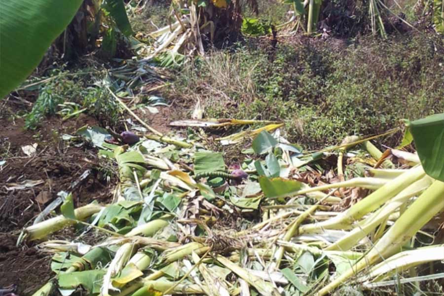 The Vwaza Crisis: The Cost of Human–Wildlife Conflicts