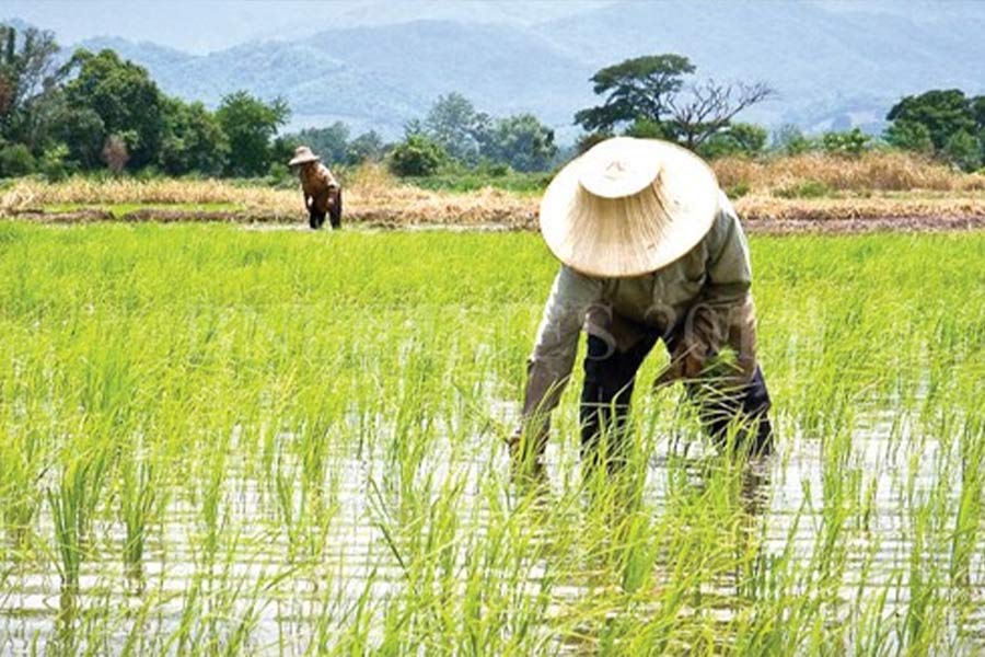 AfricaRice–AATF Pact Offers Hope for Malawi’s Rice Farmers